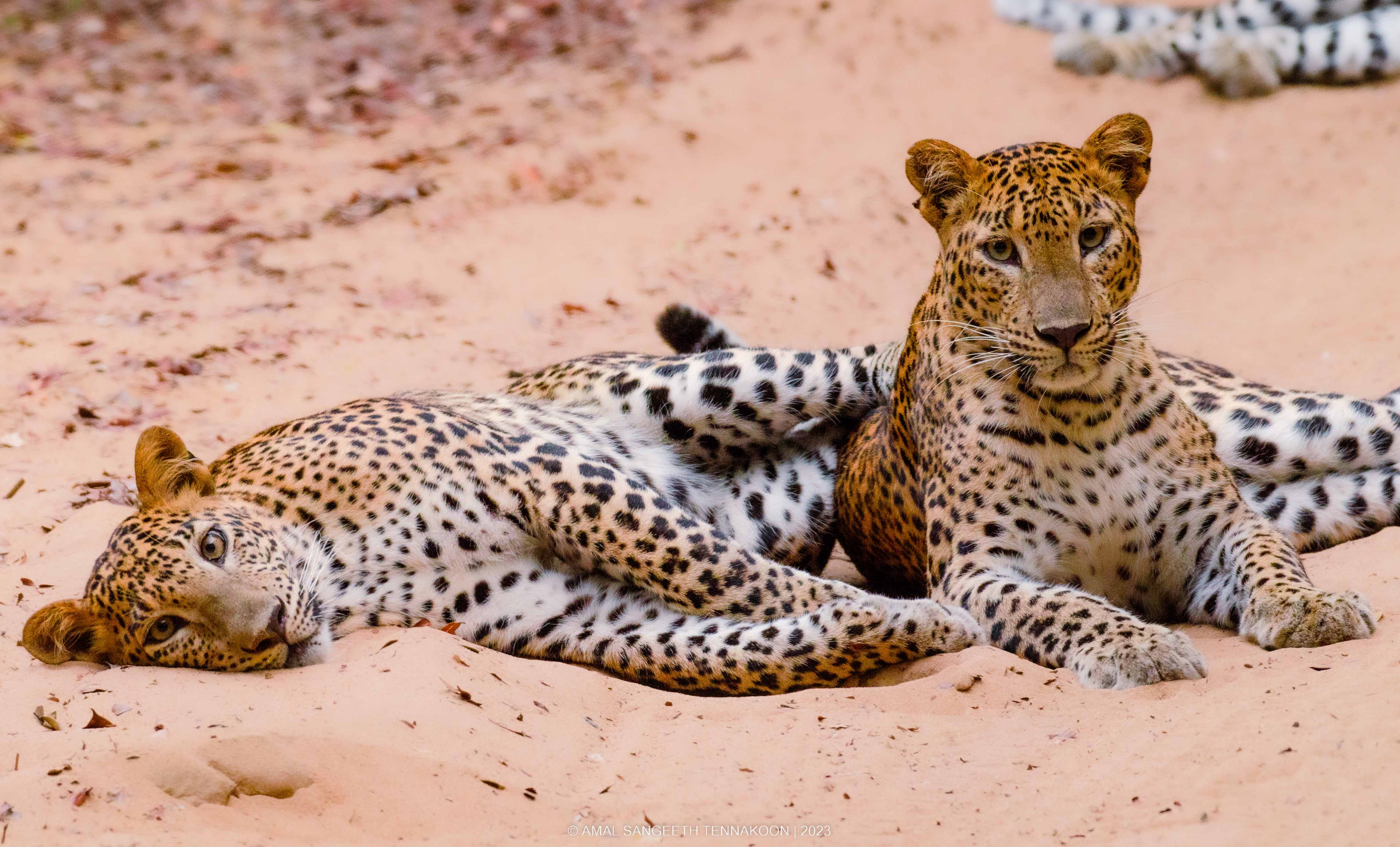 Birding & Leopards Tour