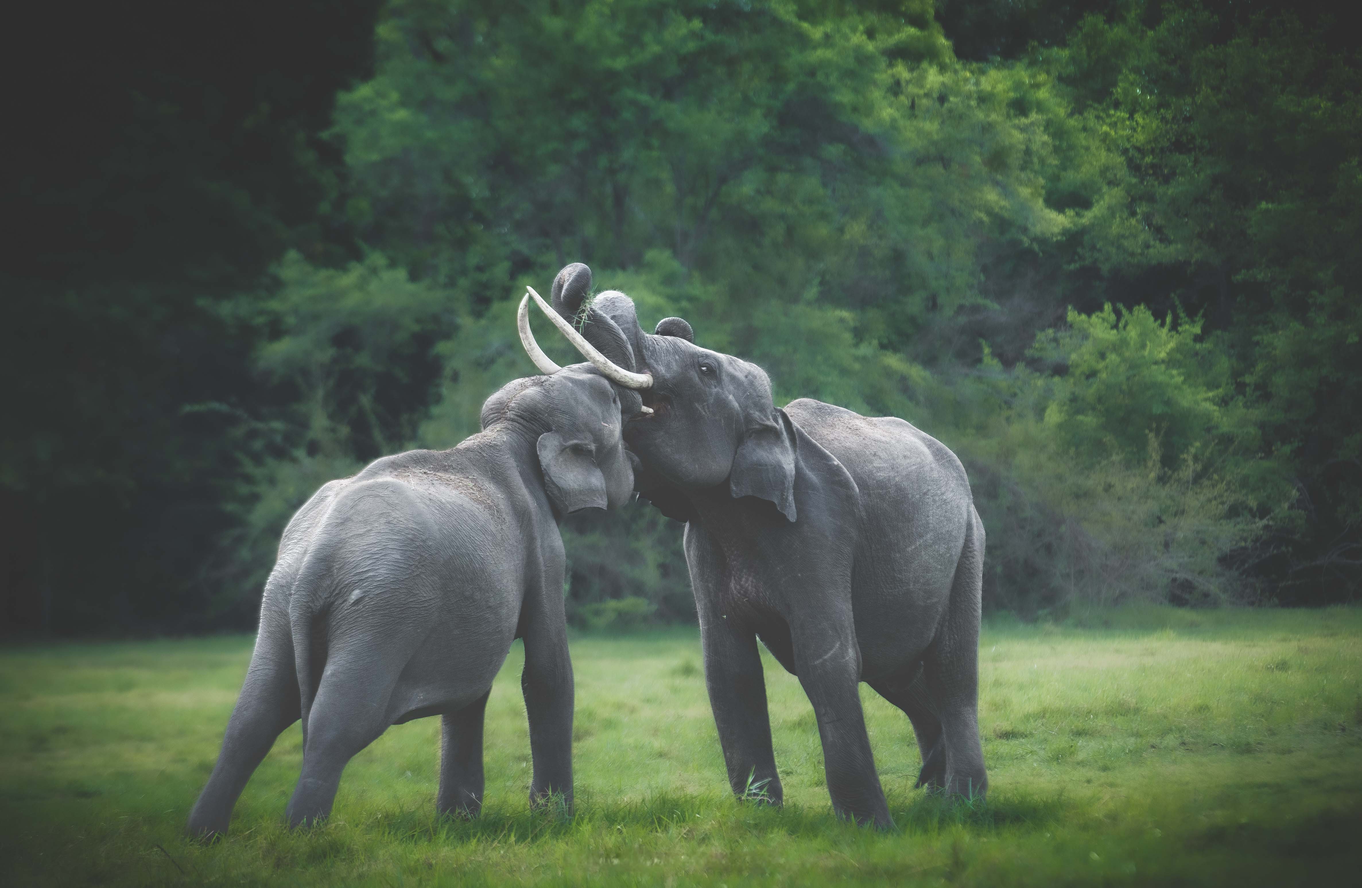 Elephant Safari Adventure